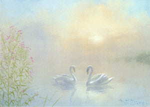Swans in the Mist